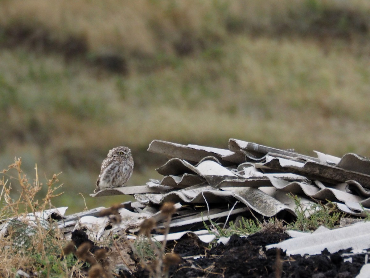 Домовый сыч - ML646438660