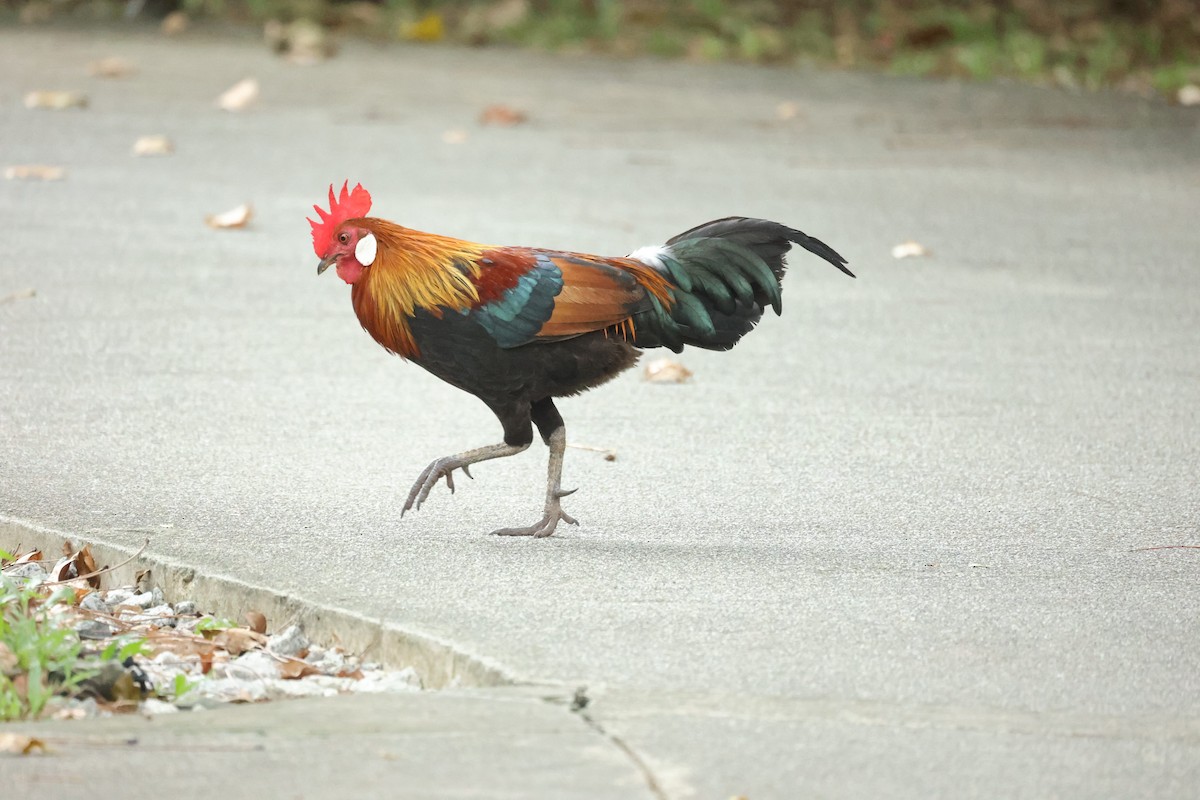 Банкивский петух - ML646438662