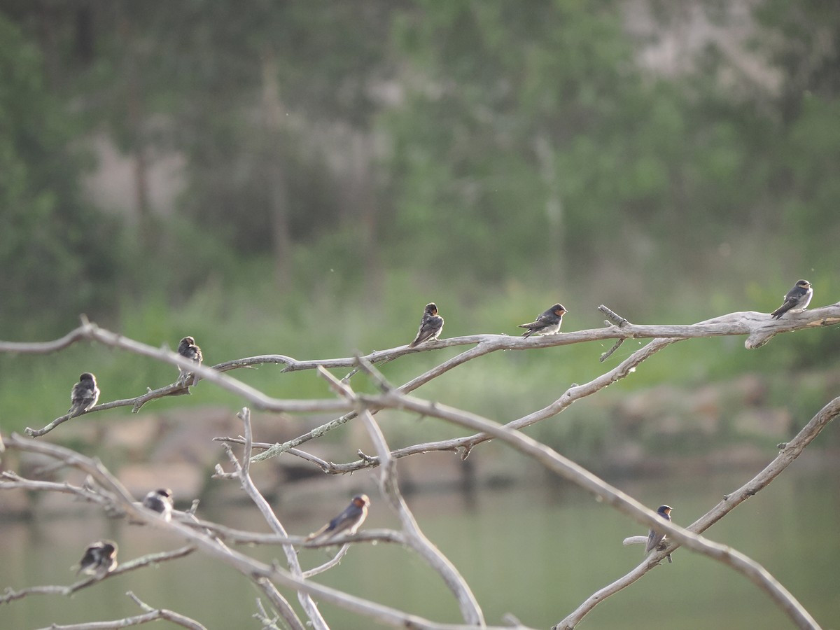 Welcome Swallow - ML646438663