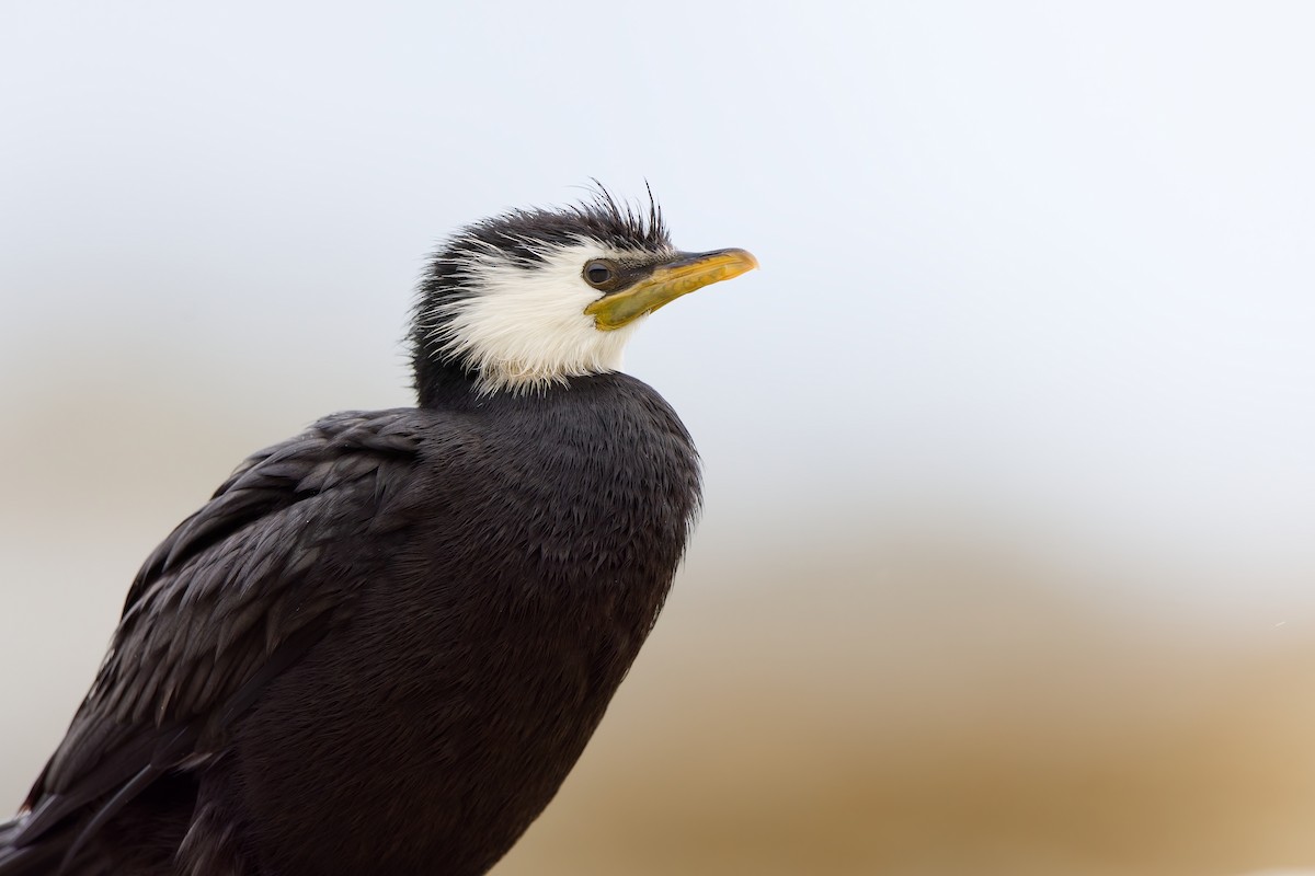 Little Pied Cormorant - ML646438664