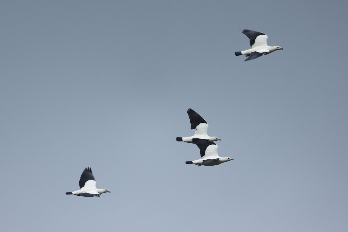 Pied Imperial-Pigeon - ML646438665