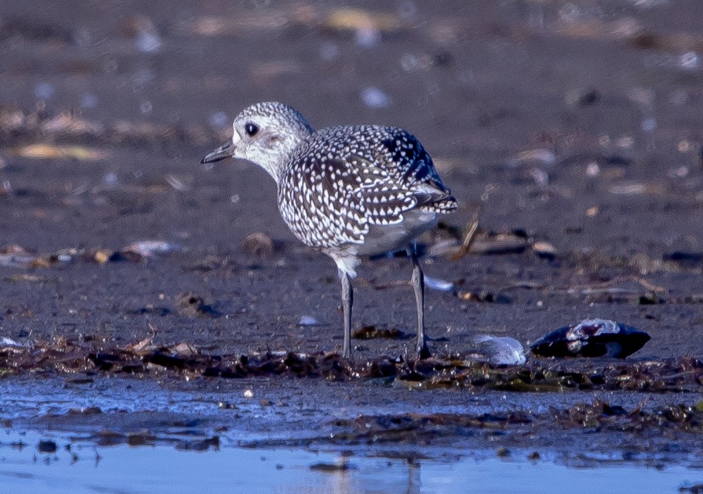 灰斑鴴 - ML646438666