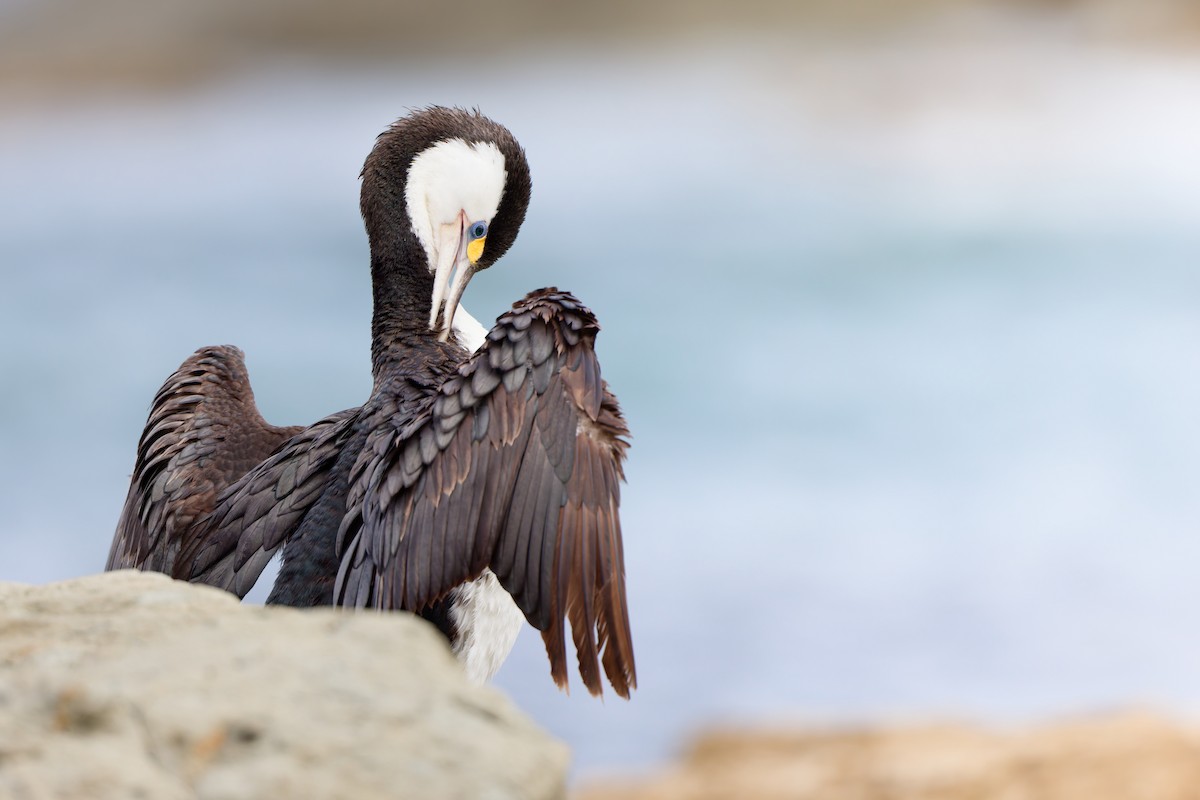Pied Cormorant - ML646438667