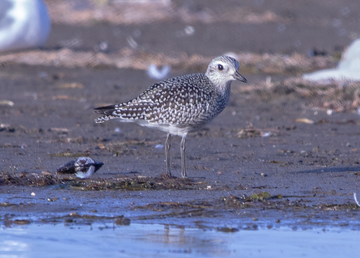 灰斑鴴 - ML646438668