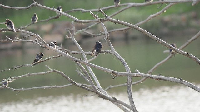 vlaštovka šedobřichá - ML646438669