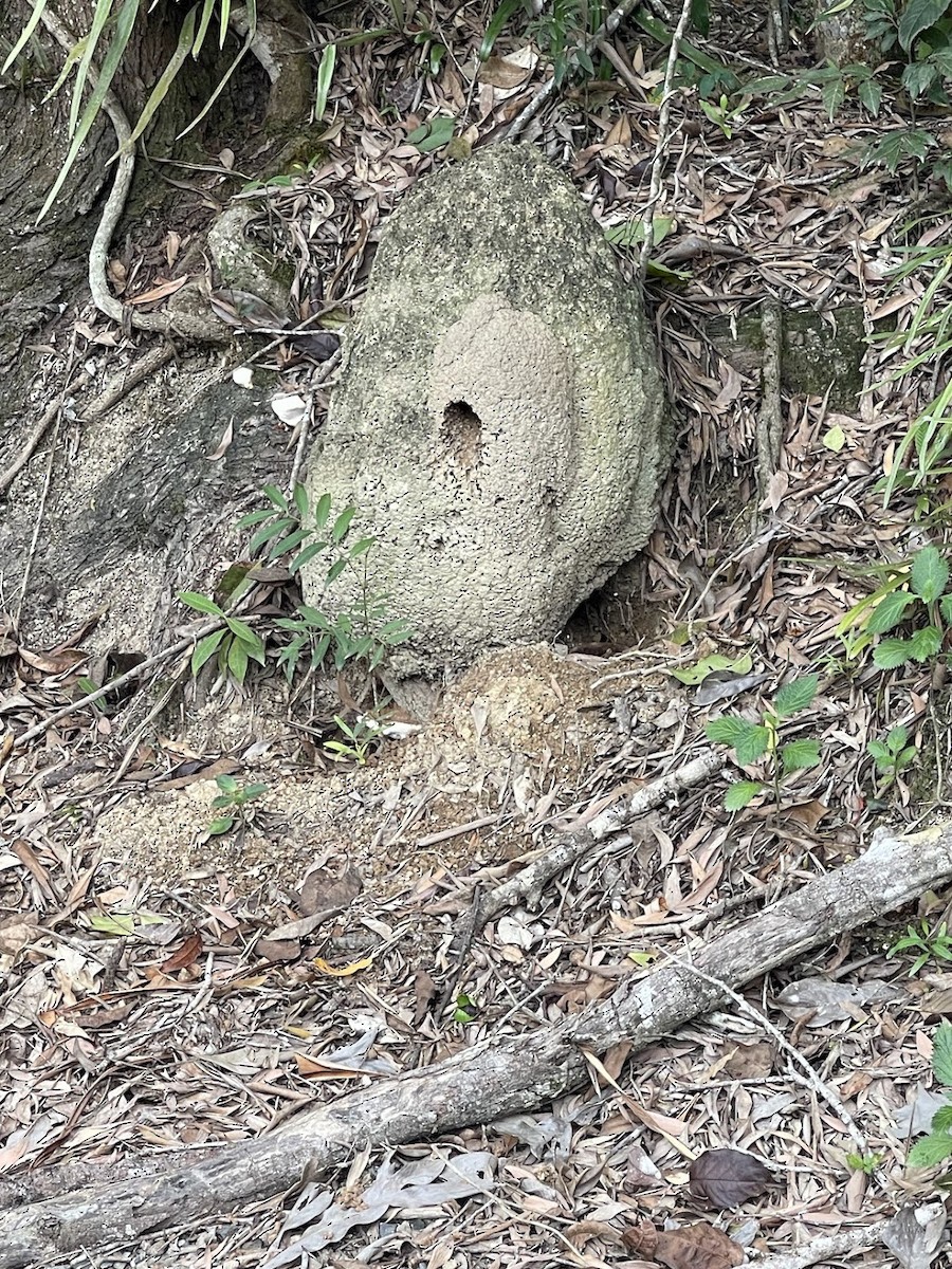 Buff-breasted Paradise-Kingfisher - ML646438670