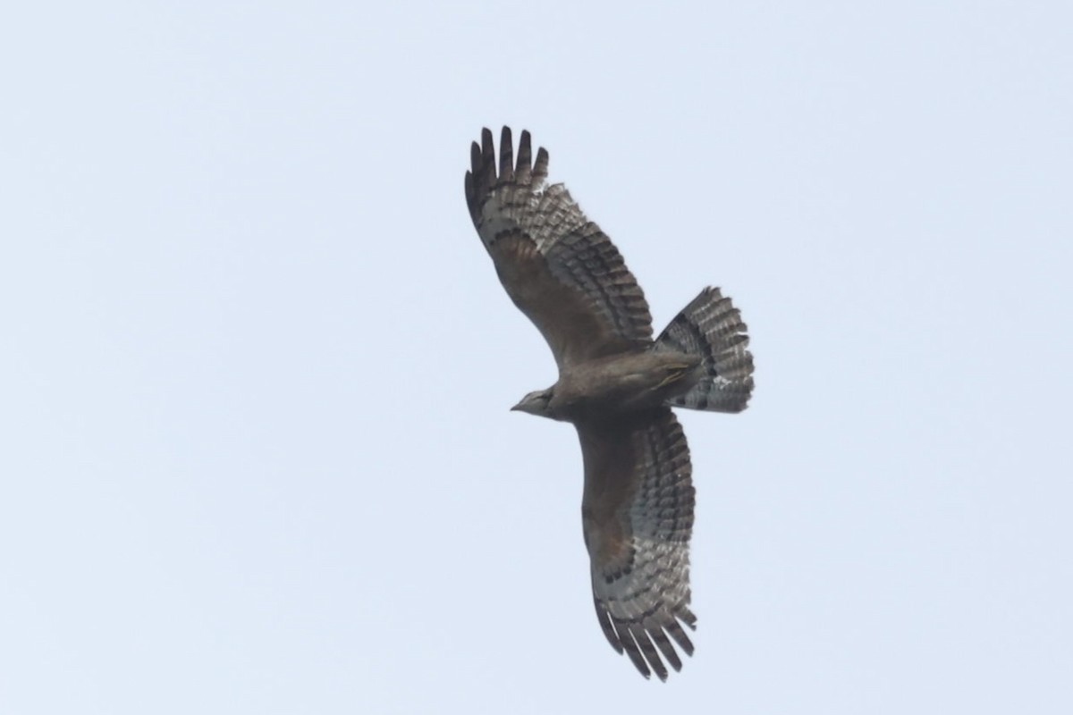 東方蜂鷹 - ML646438671