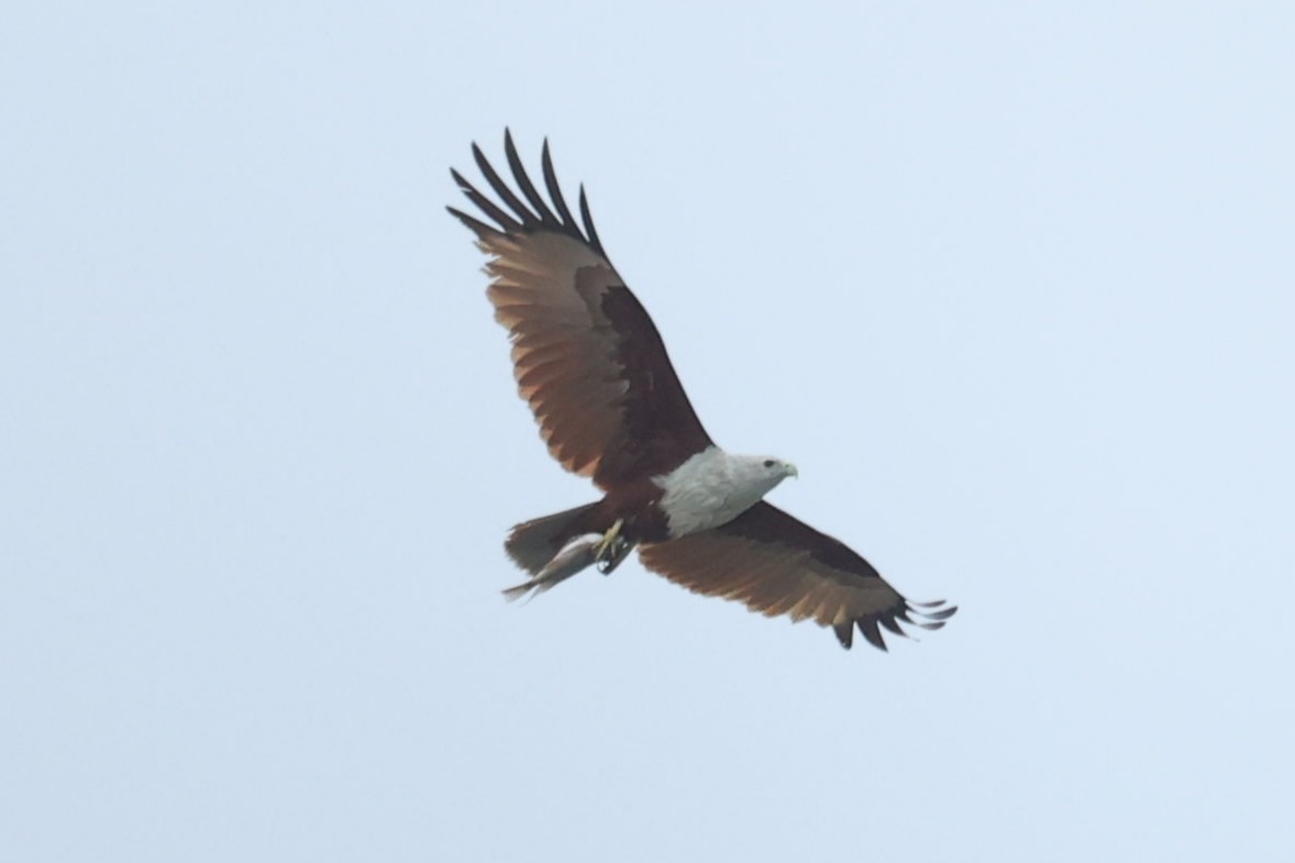 栗鳶 - ML646438673