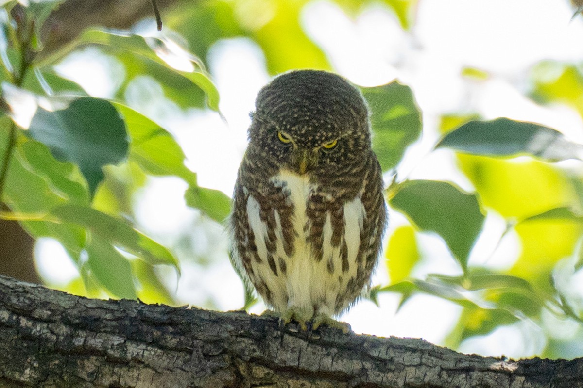 鵂鶹 - ML646438674