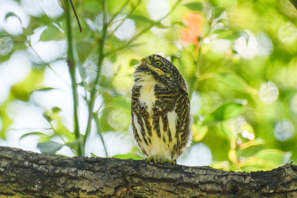 鵂鶹 - ML646438675