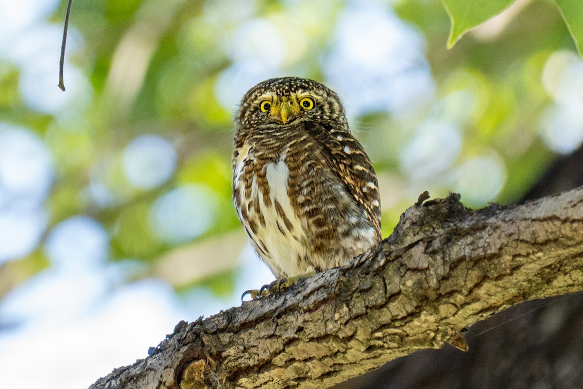 鵂鶹 - ML646438676