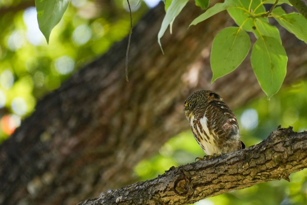 鵂鶹 - ML646438677