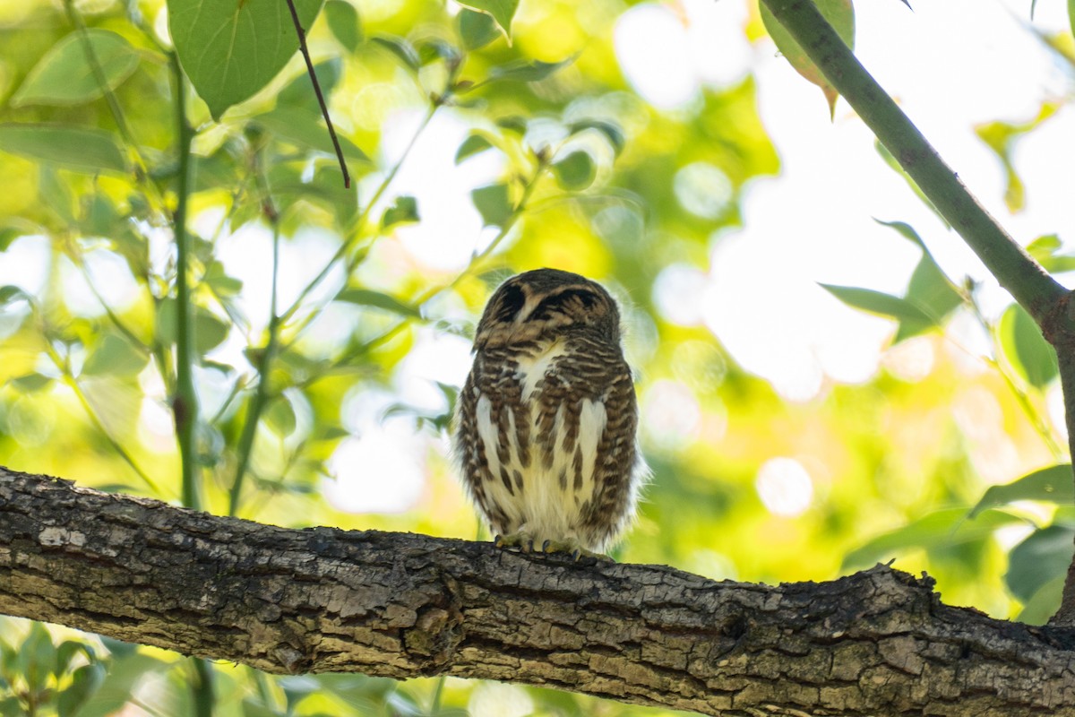 鵂鶹 - ML646438678