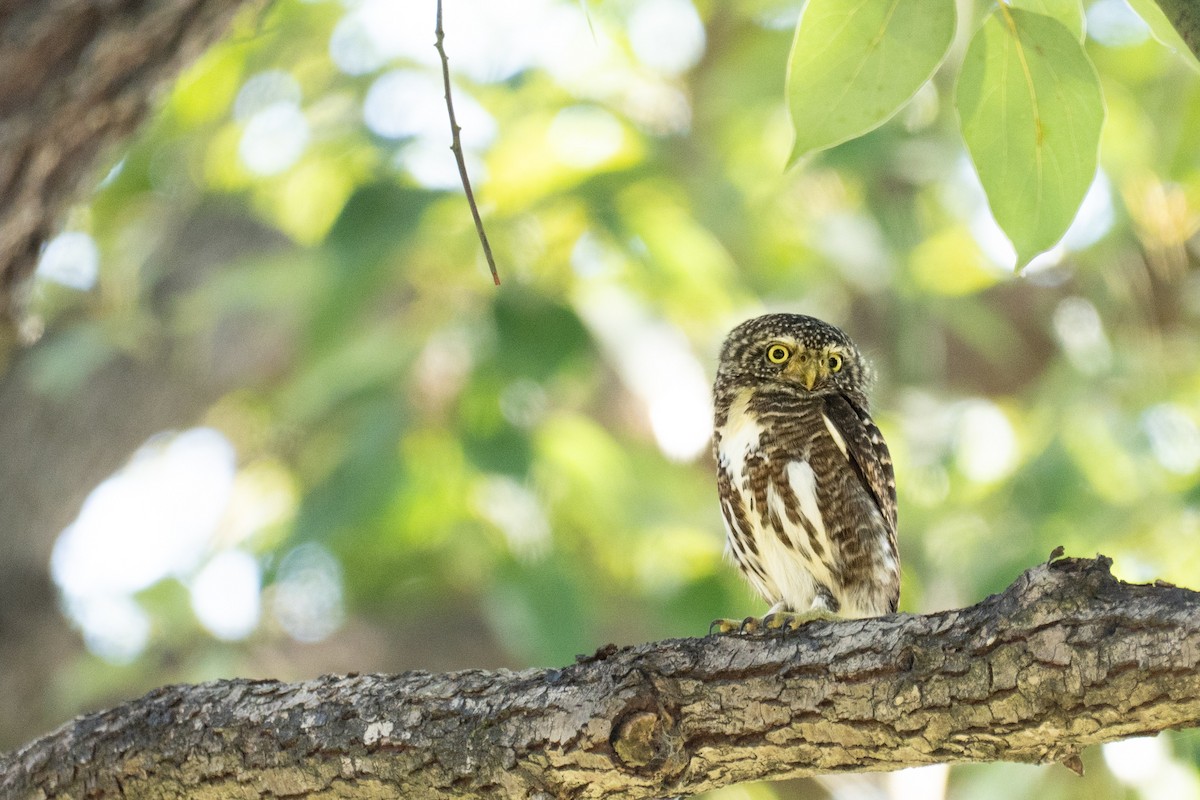 鵂鶹 - ML646438679