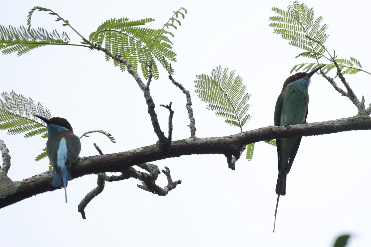 藍喉蜂虎 - ML646438683