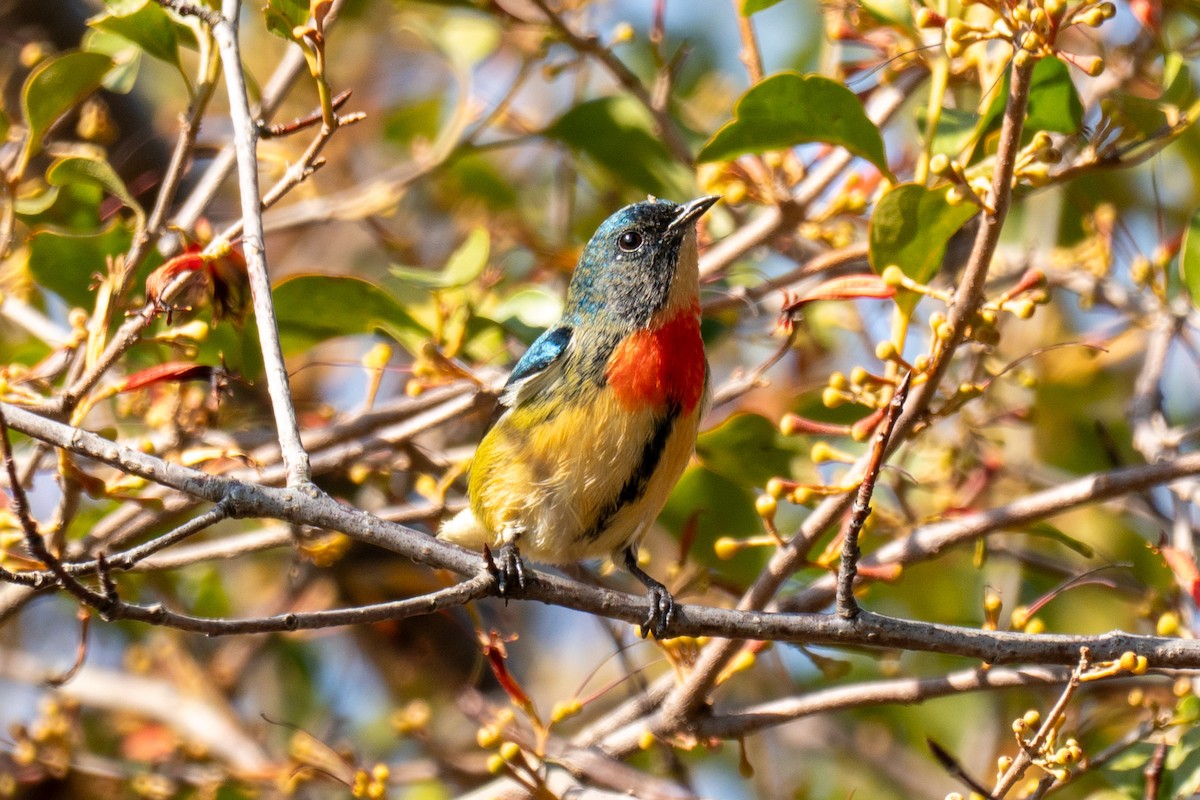 紅胸啄花 - ML646438684