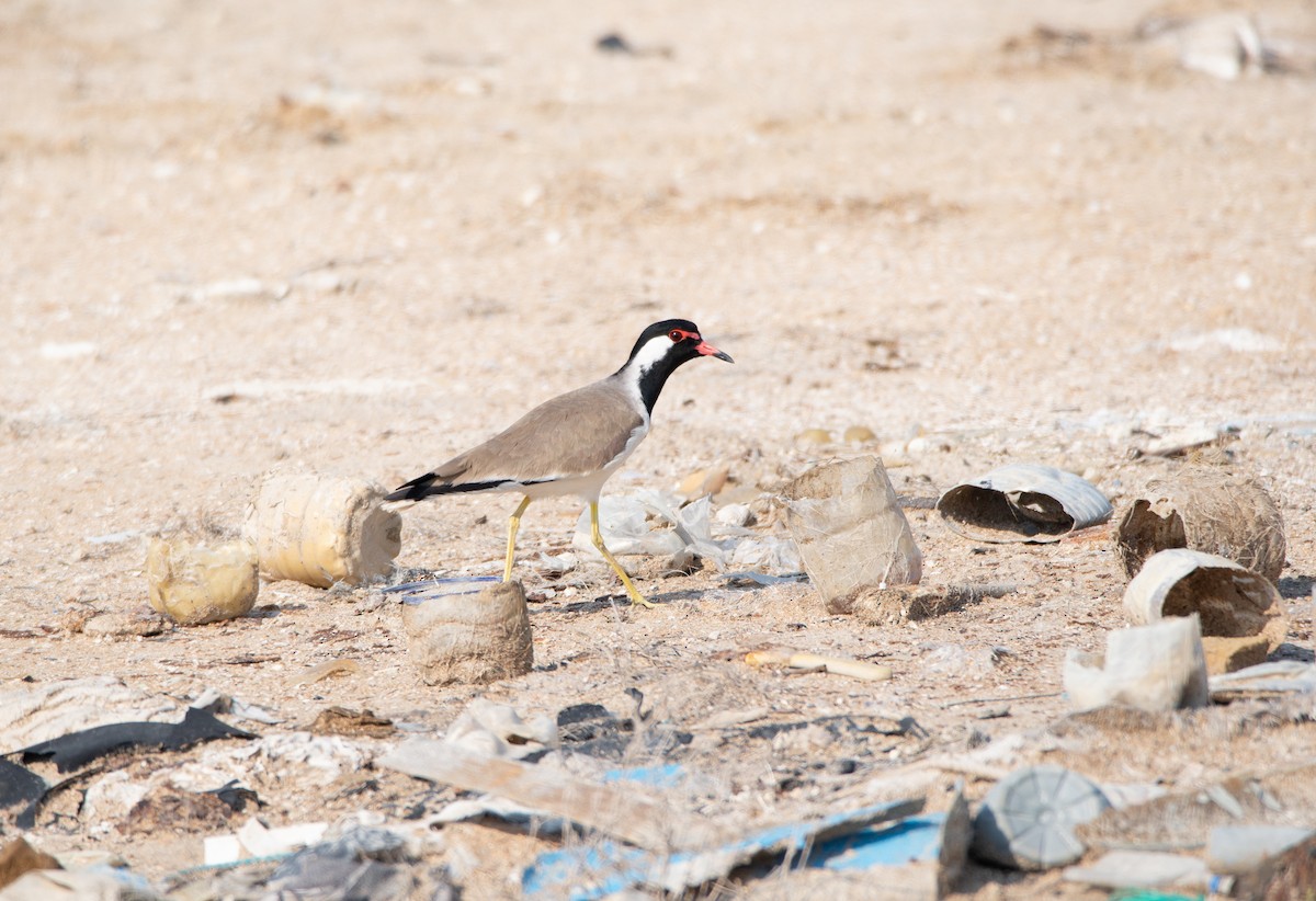 Red-wattled Lapwing - ML646438685