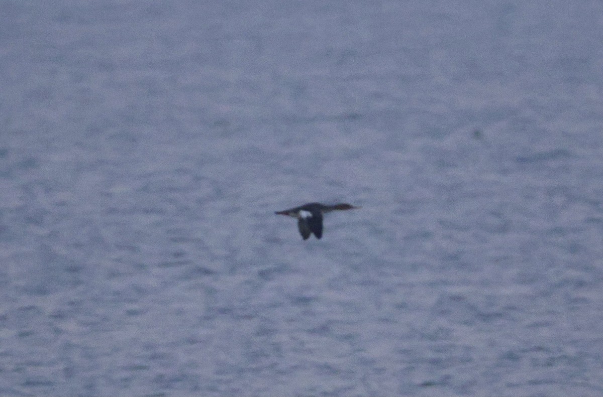 紅胸秋沙 - ML646438686