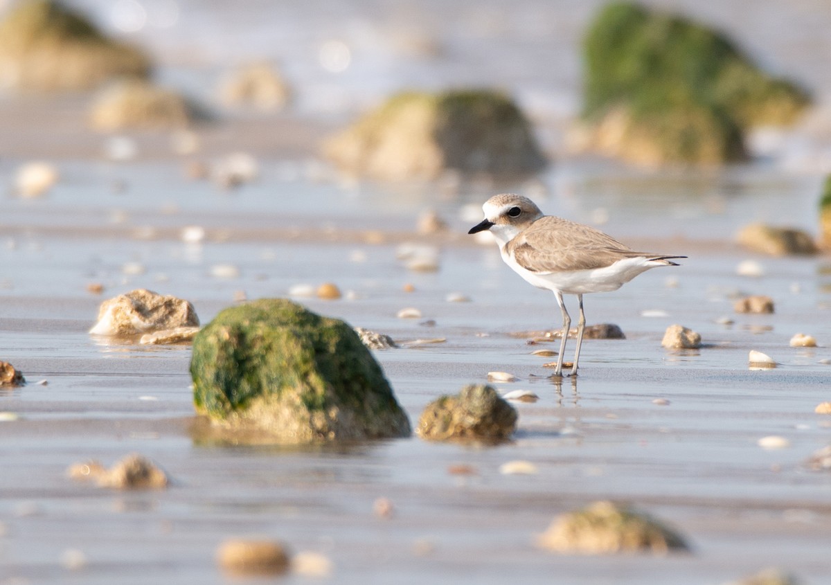 東方環頸鴴 - ML646438687