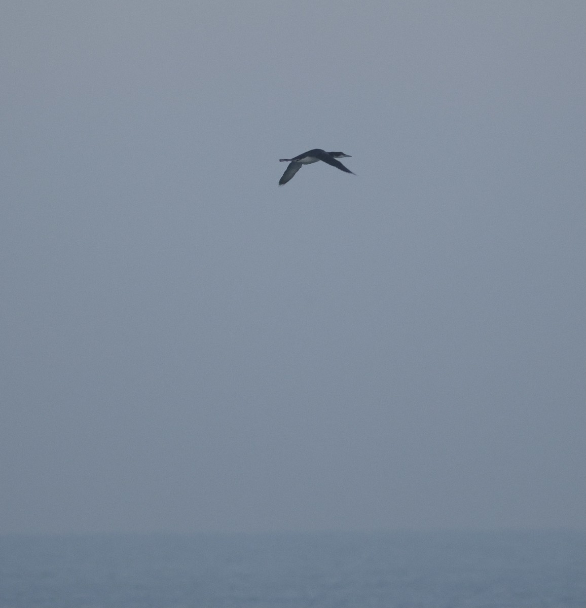 Common Loon - ML646438688