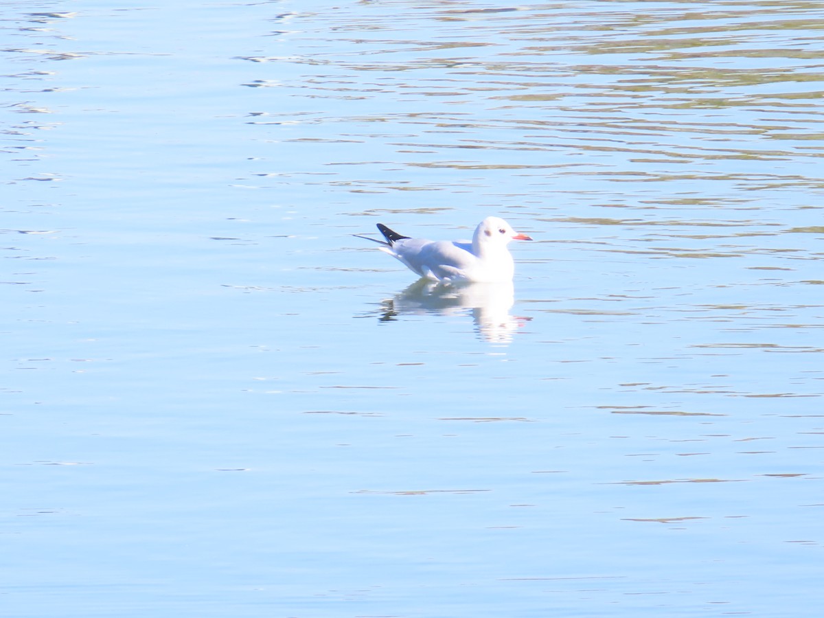 紅嘴鷗 - ML646438689