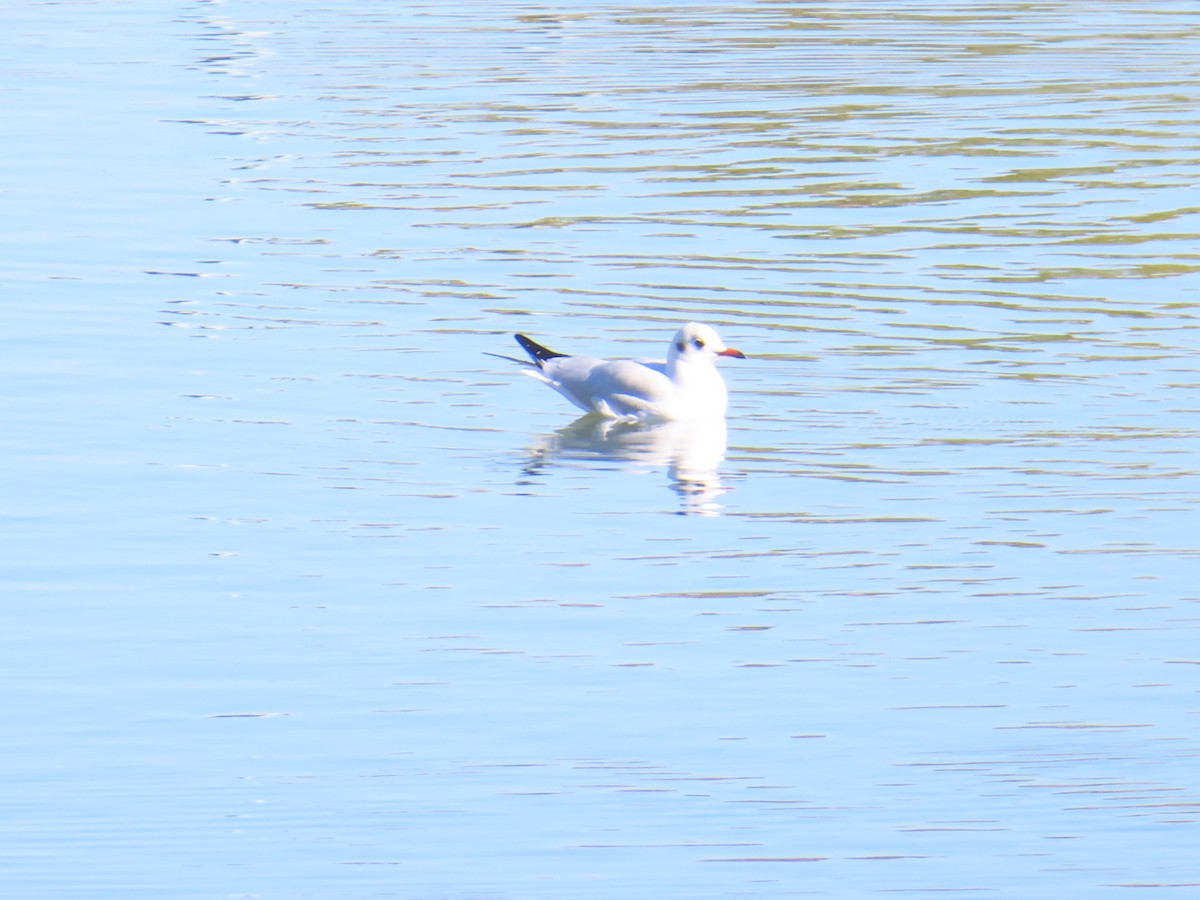 紅嘴鷗 - ML646438690