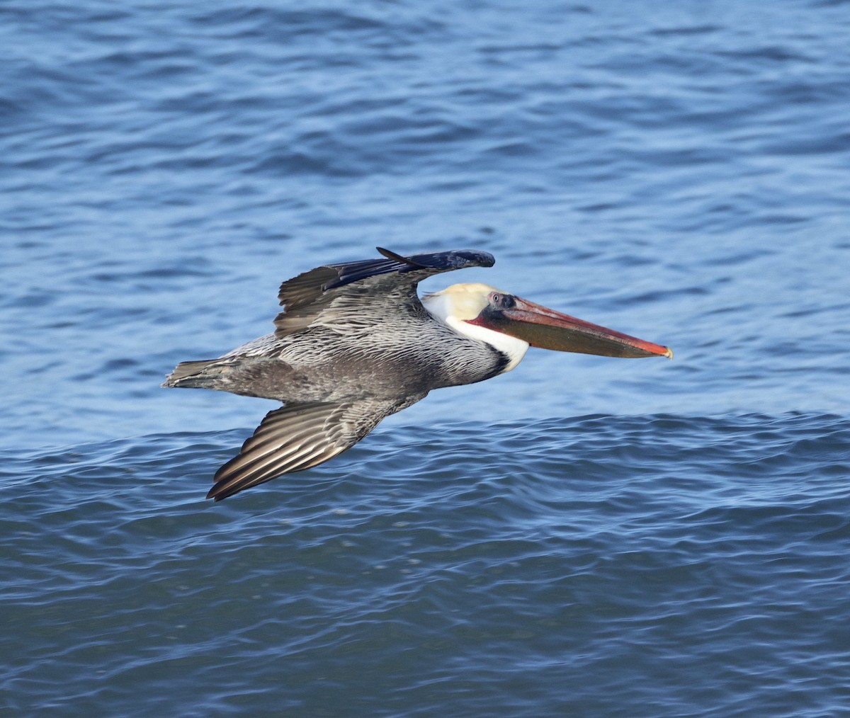 Brown Pelican - ML646438692