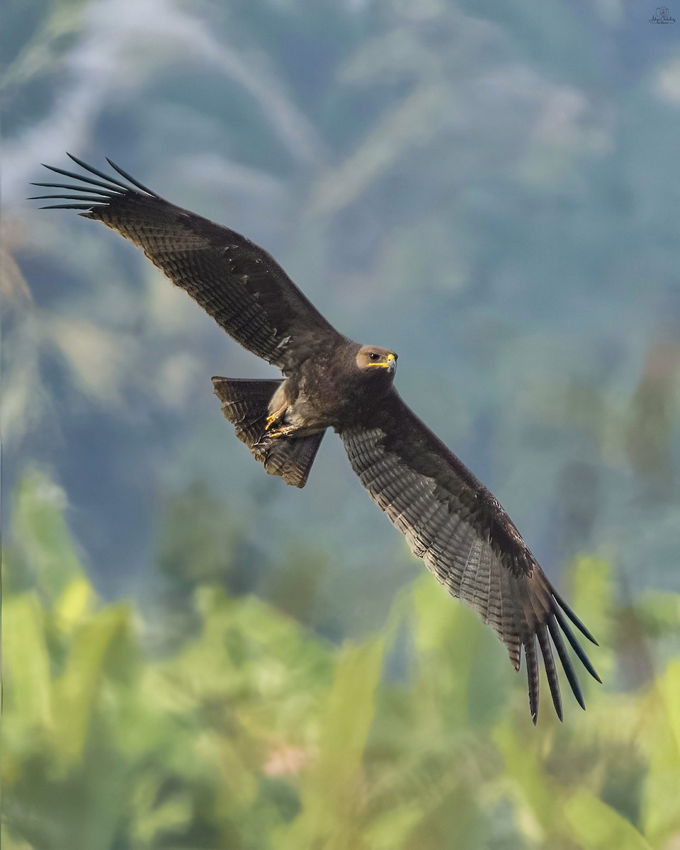 Indian Spotted Eagle - ML646438693
