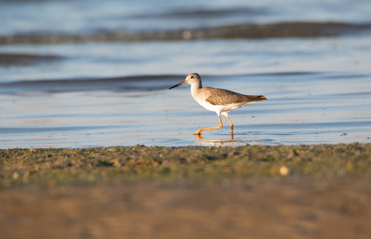 Common Redshank - ML646438694