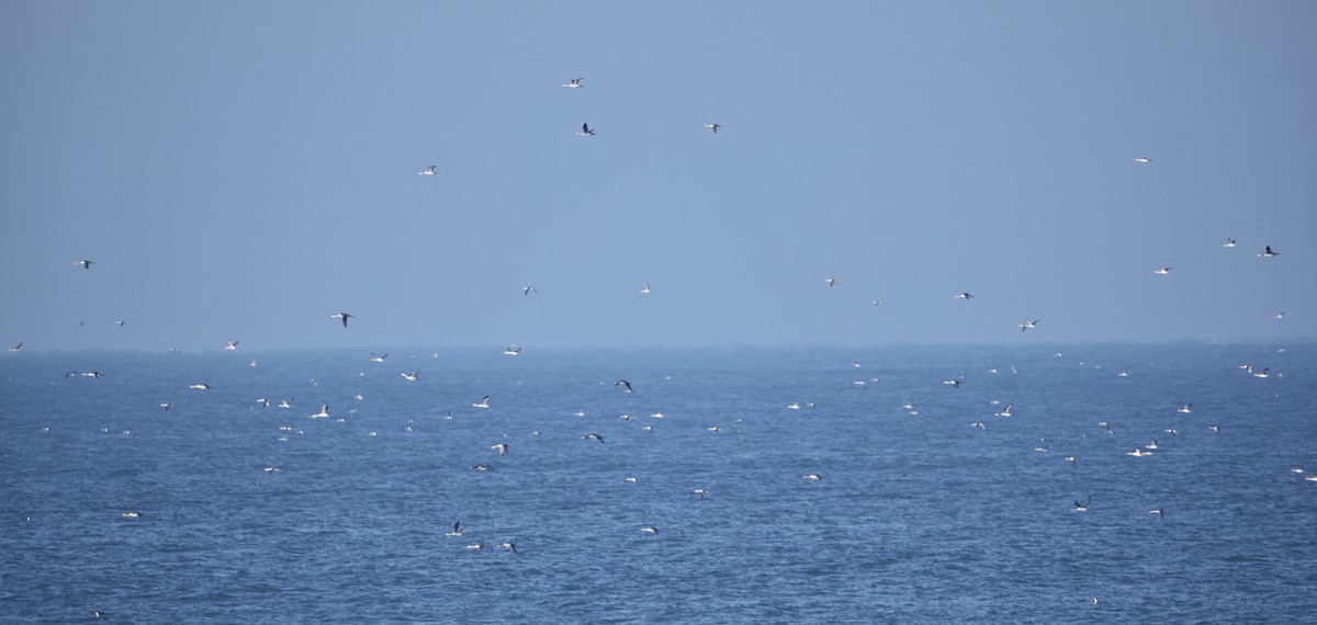 Red-throated Loon - ML646438697