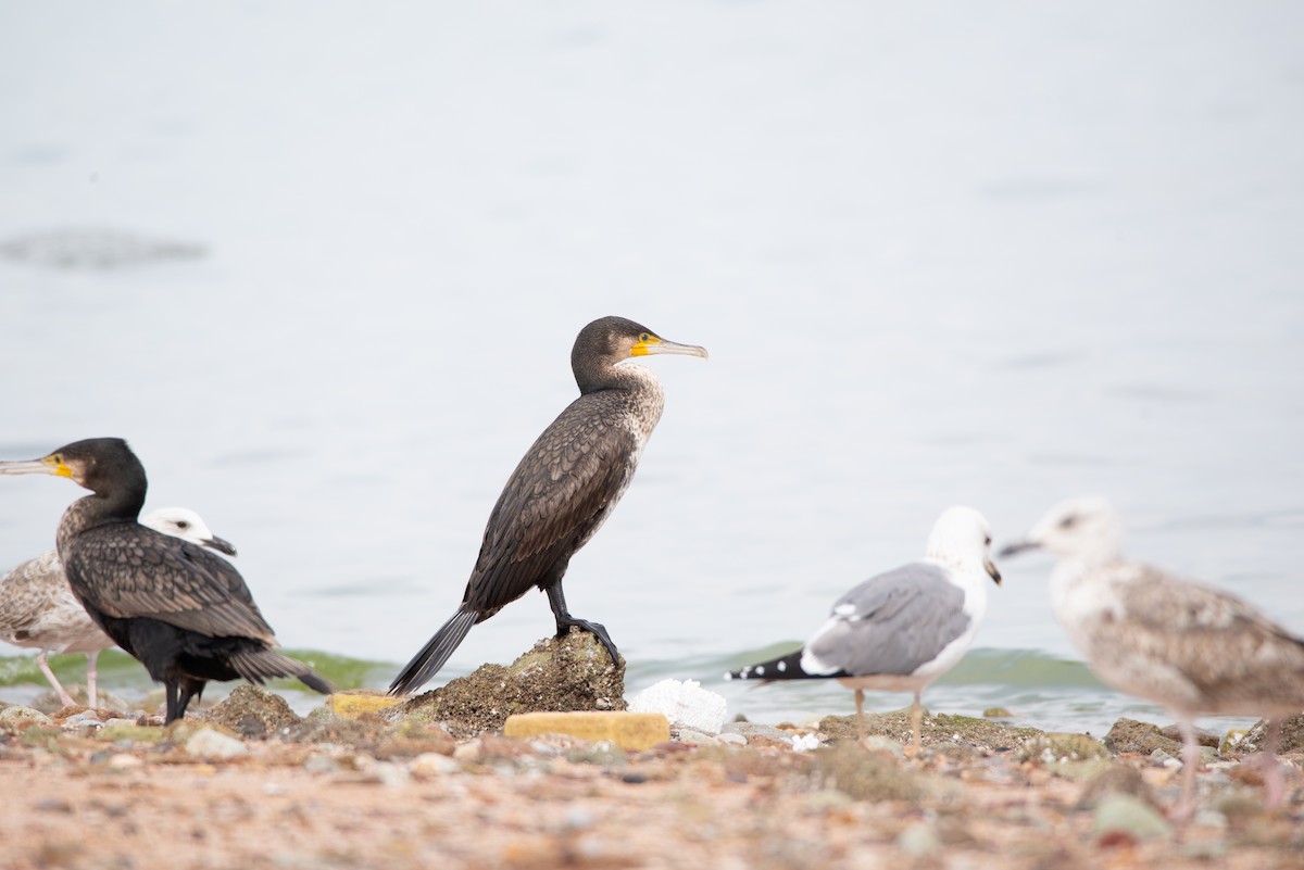 Great Cormorant - ML646438699