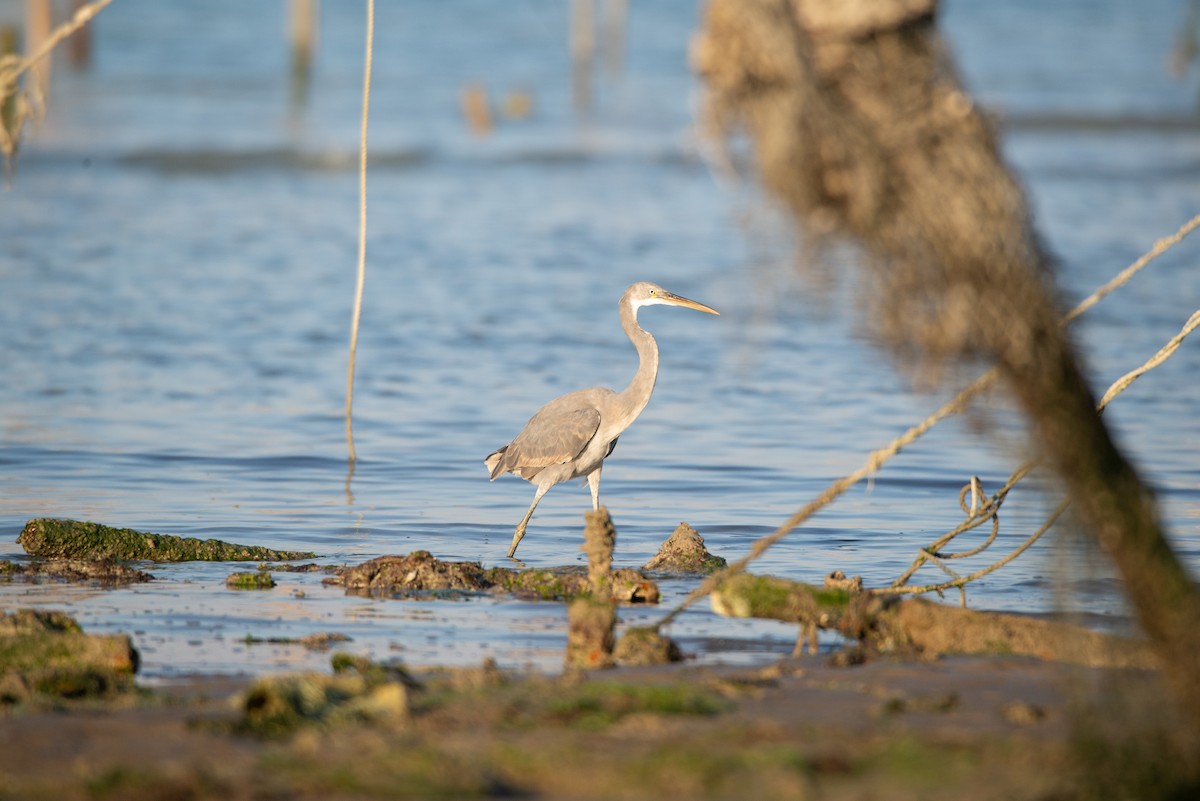 Western Reef-Heron - ML646438703
