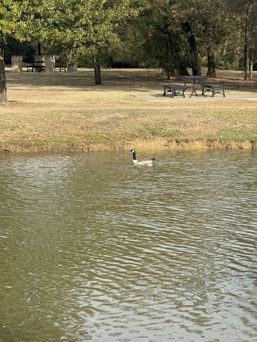 Canada Goose - ML646438704