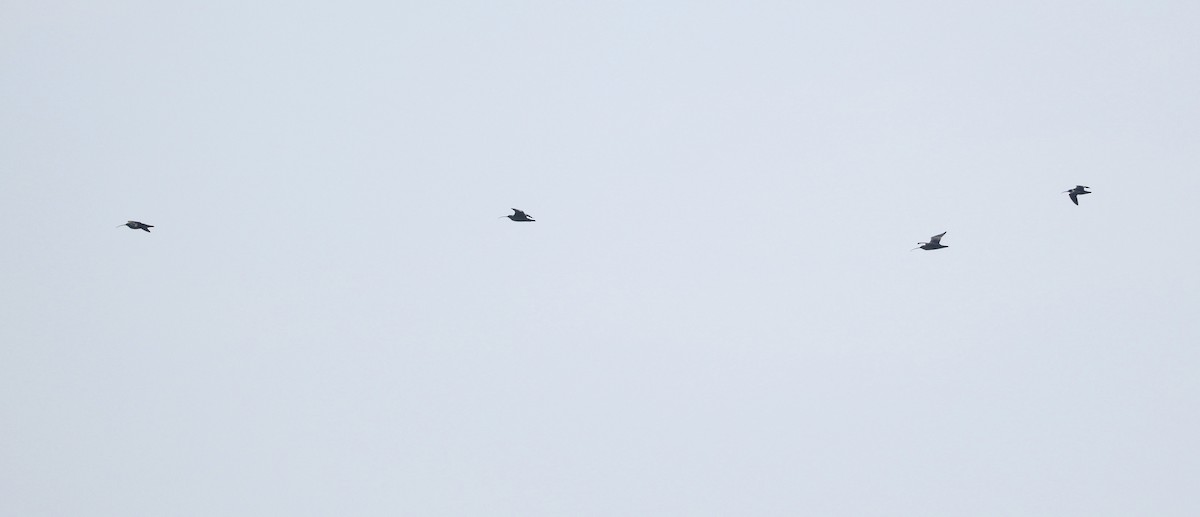 Long-billed Curlew - ML646438705