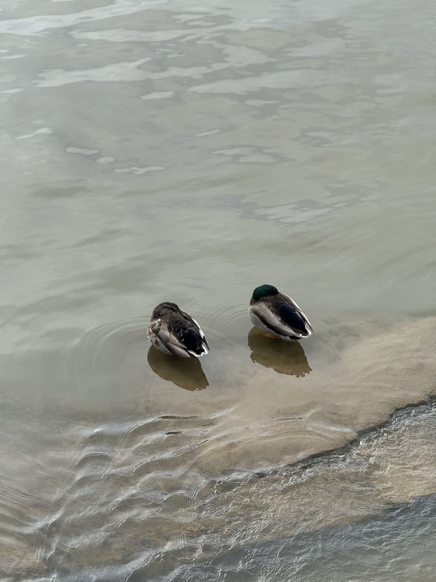 Mallard - ML646438708