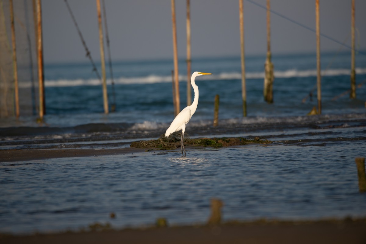 Great Egret - ML646438709