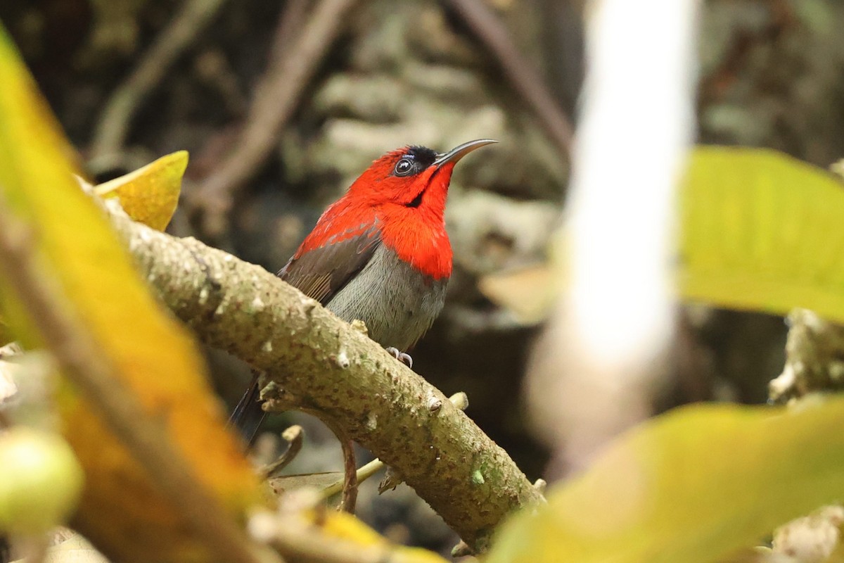 Crimson Sunbird - ML646438710