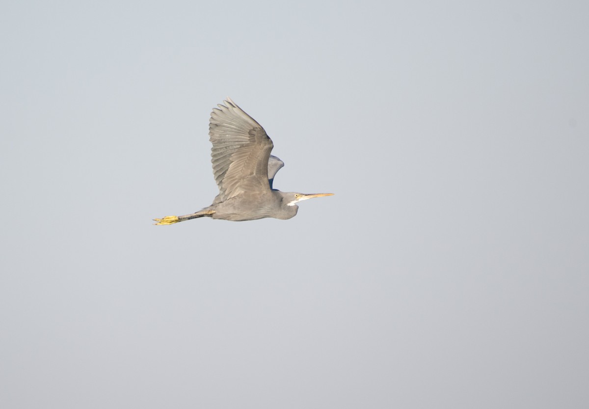 Gray Heron - ML646438712
