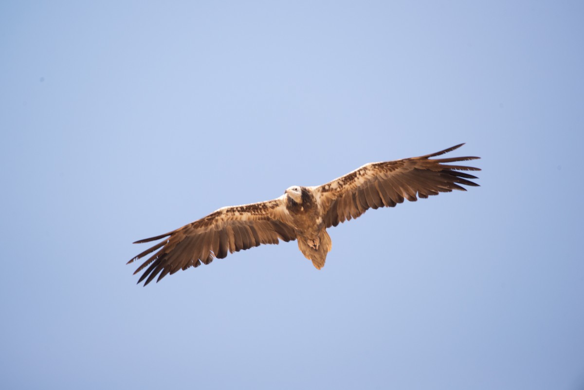 Egyptian Vulture - ML646438714
