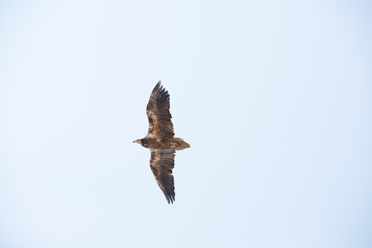 Egyptian Vulture - ML646438715