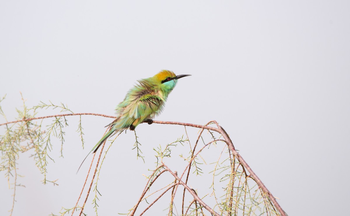 Asian Green Bee-eater - ML646438719