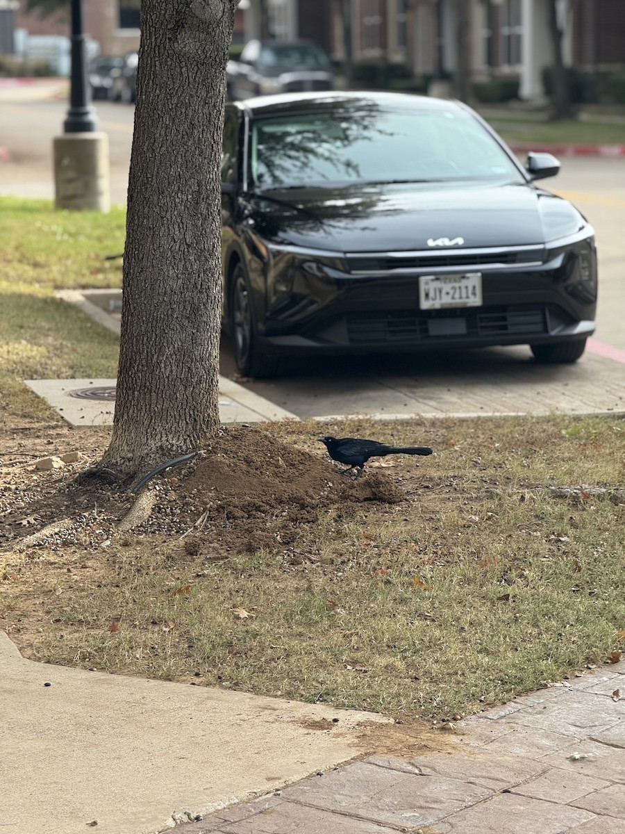 Great-tailed Grackle - ML646438720