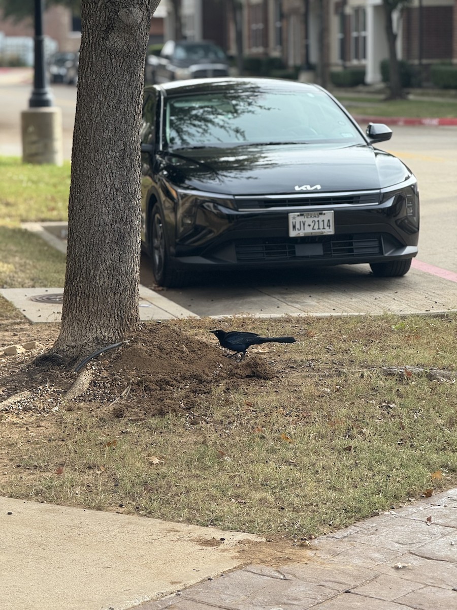Great-tailed Grackle - ML646438721