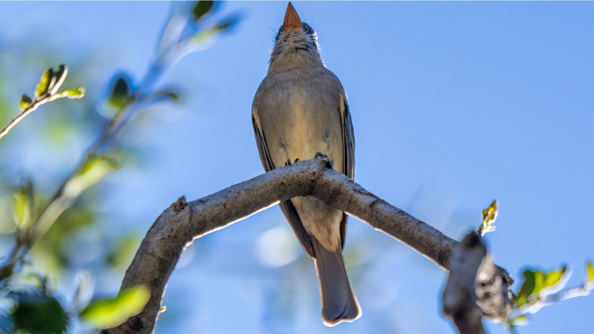 Greater Pewee - ML646438722