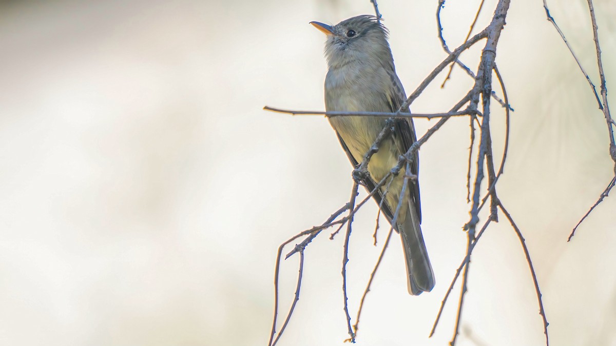 Greater Pewee - ML646438723