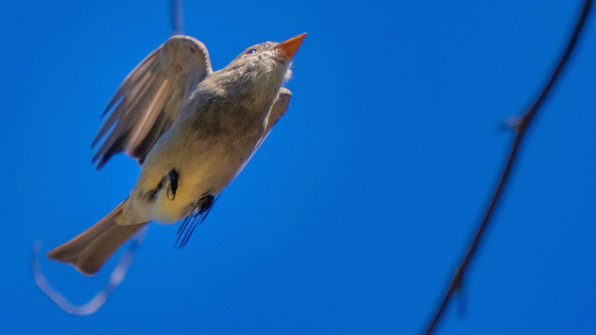 Greater Pewee - ML646438724