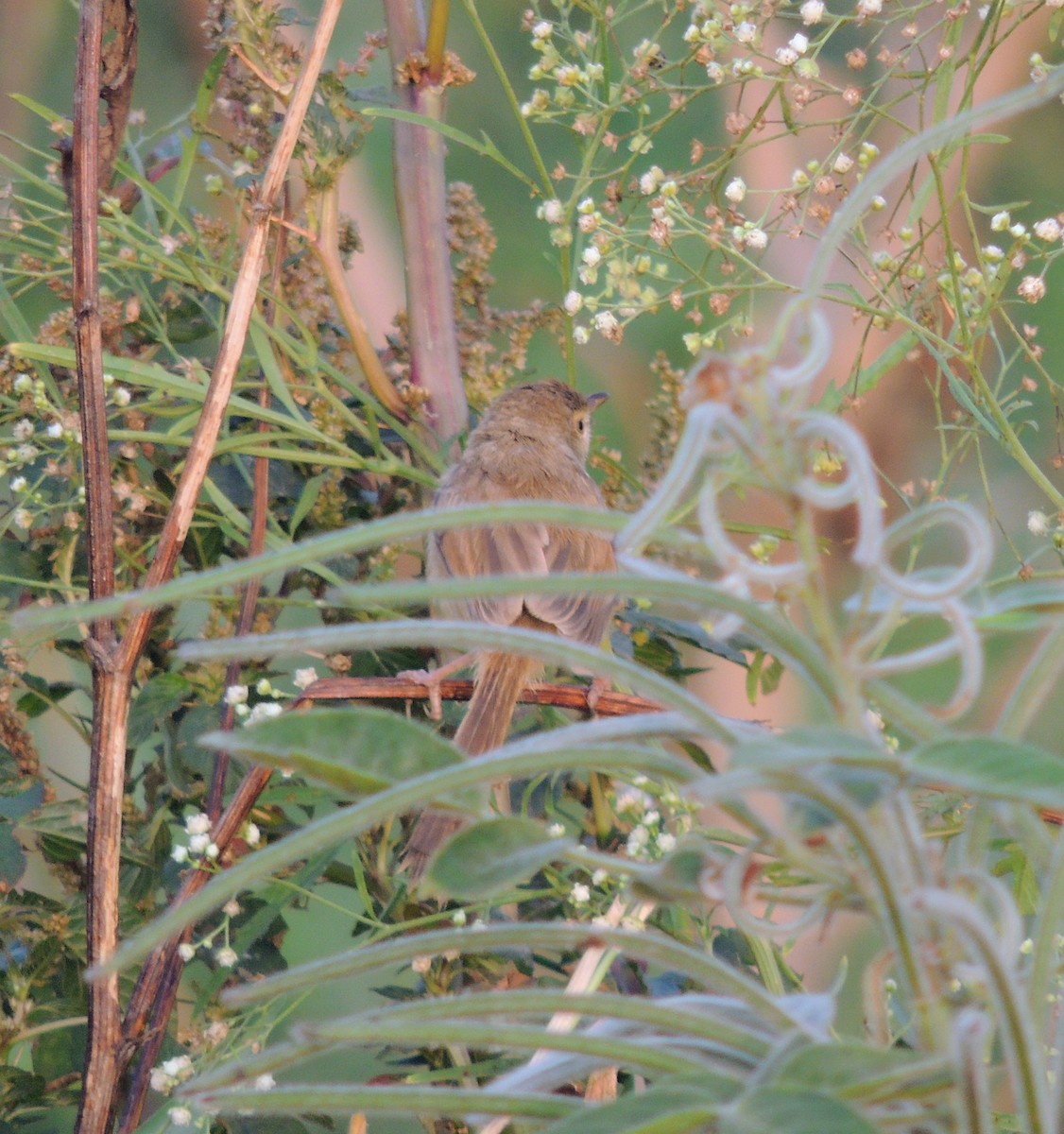 Plain Prinia - ML646438725