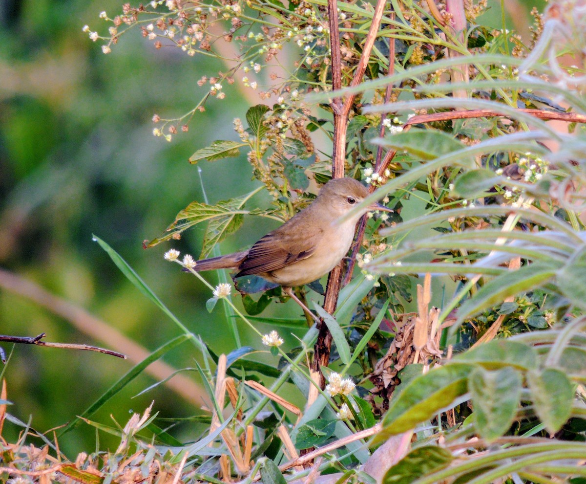 Blyth's Reed Warbler - ML646438726