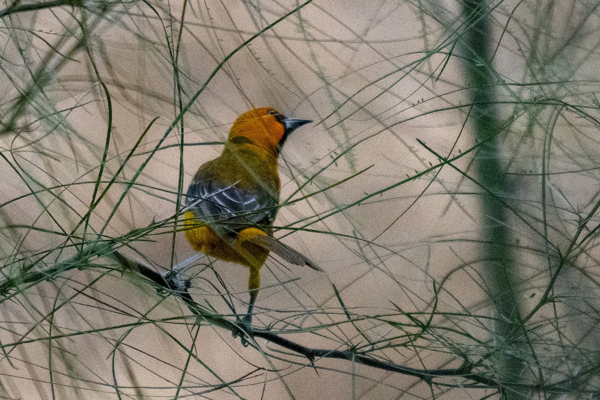 Hooded Oriole - ML646438729