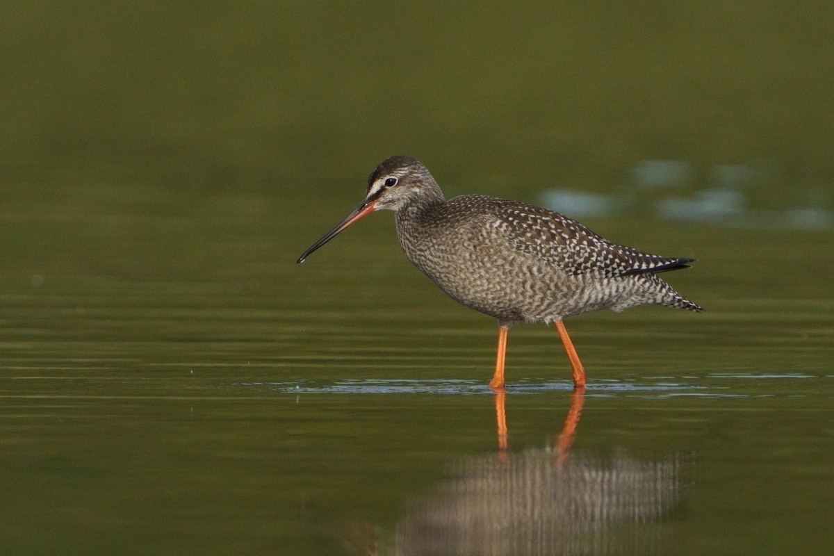 Spotted Redshank - ML646438730